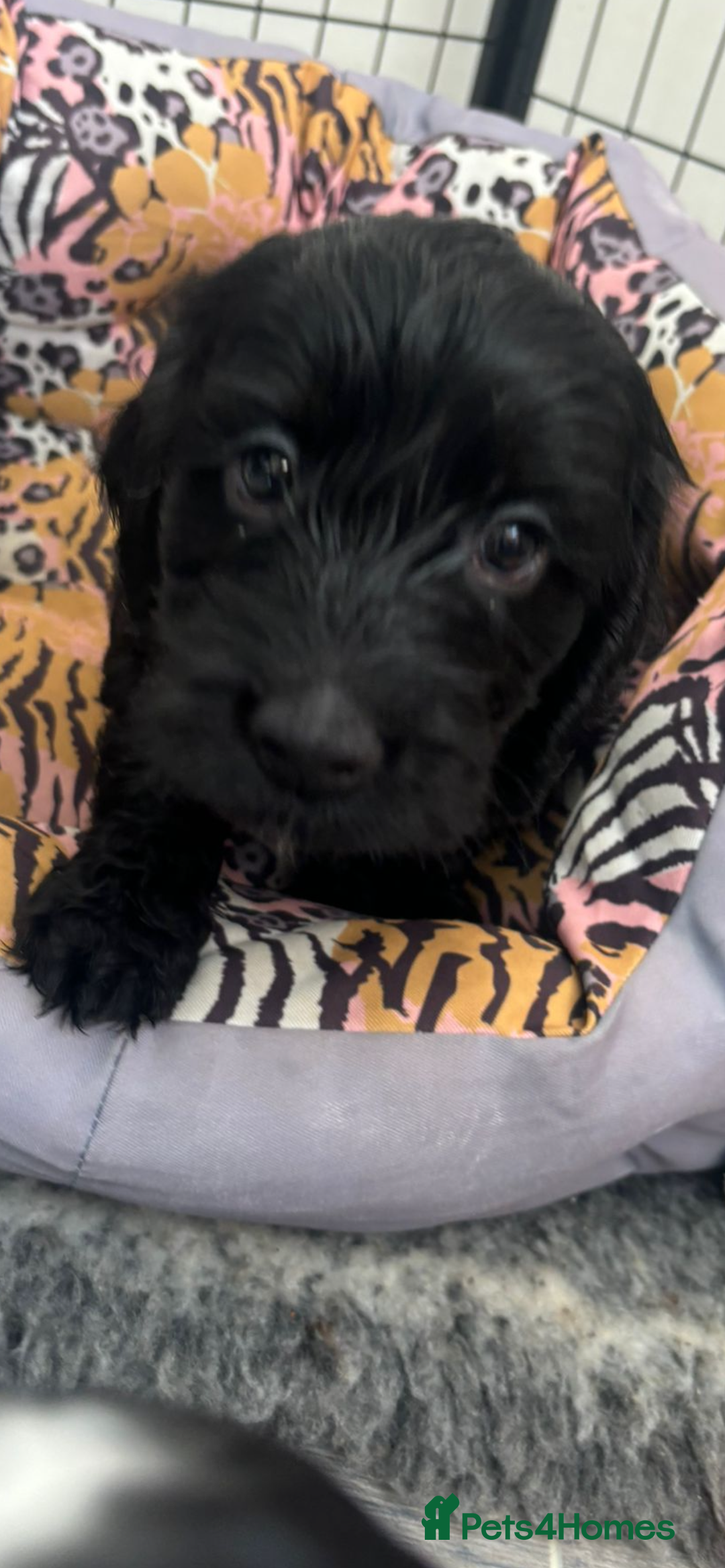 Cockapoo dogs for sale: F1 cockapoo absolute stunning puppies 1 Girl - Image 1