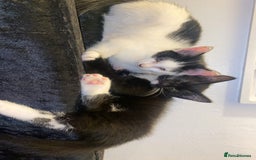 American Shorthair cats for sale: Kittens ready to leave  - Image 7