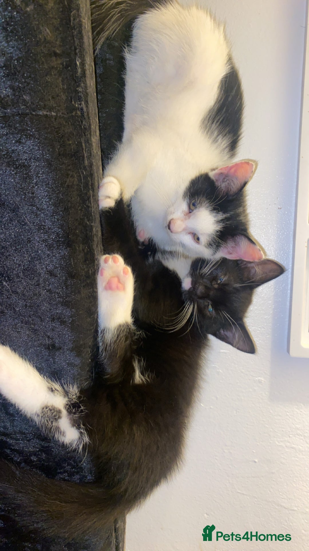American Shorthair cats for sale: Kittens ready to leave  - Image 7