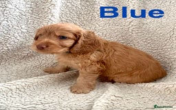 Cockapoo dogs for sale: 😍 STUNNING F1 cockapoos 😍 2 BOYS LEFT - Image 9