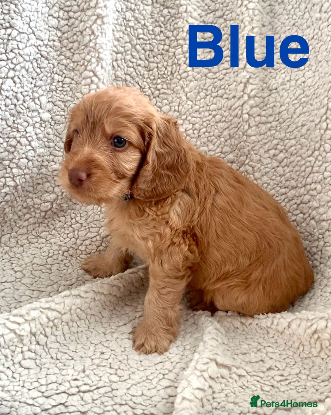 Cockapoo dogs for sale: 😍 STUNNING F1 cockapoos 😍 2 BOYS LEFT - Image 9