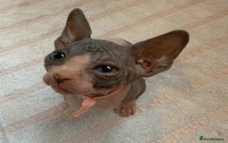 Sphynx cats for sale: Four beautiful Sphynx kittens for sale 🤍 - Image 8