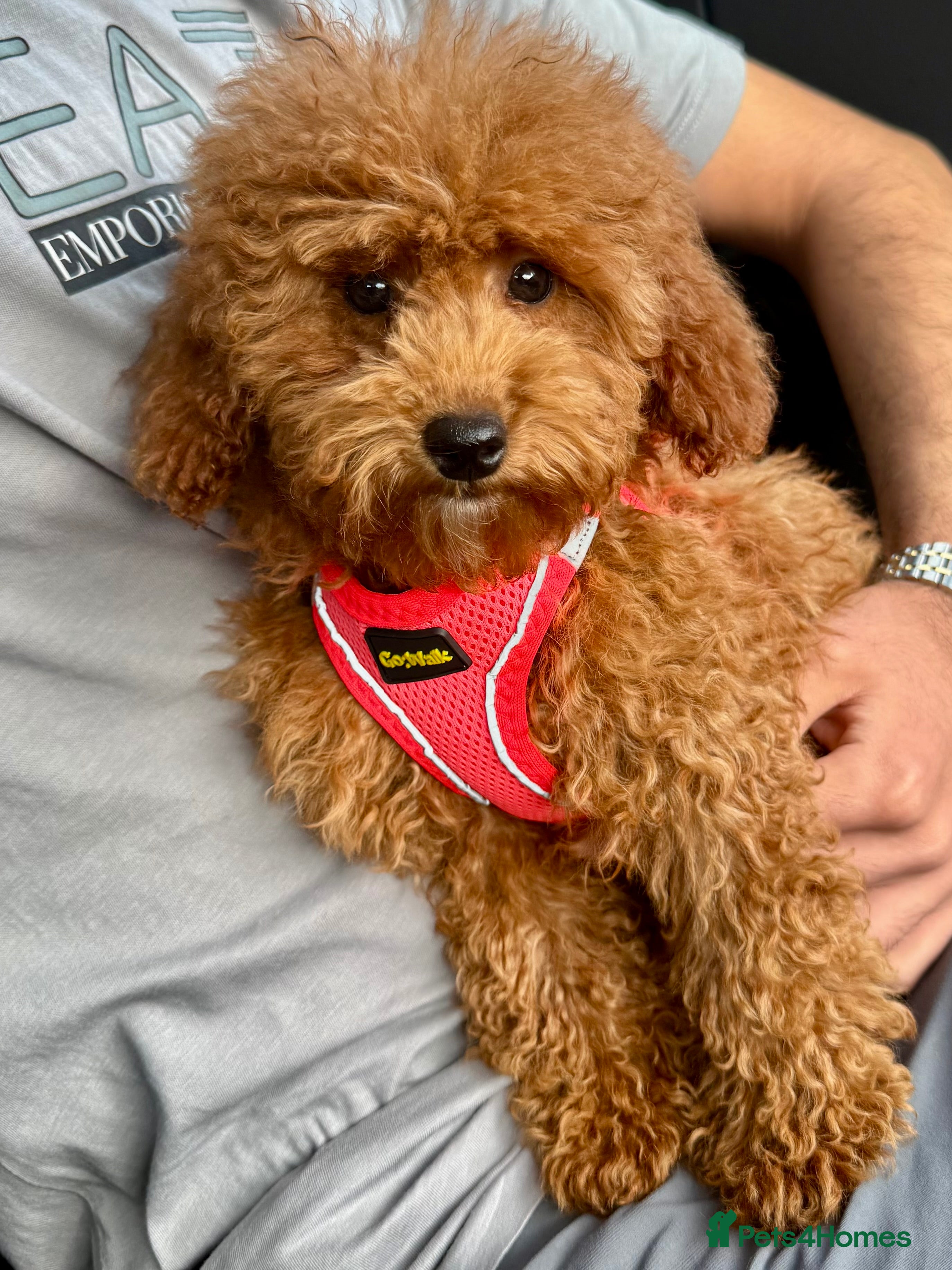 Maltipoo dogs STUNNING MALTIPOO GIRL READY NOW! - Advert 3