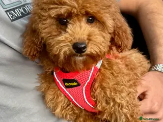 Maltipoo dogs STUNNING MALTIPOO GIRL READY NOW! - Advert 3