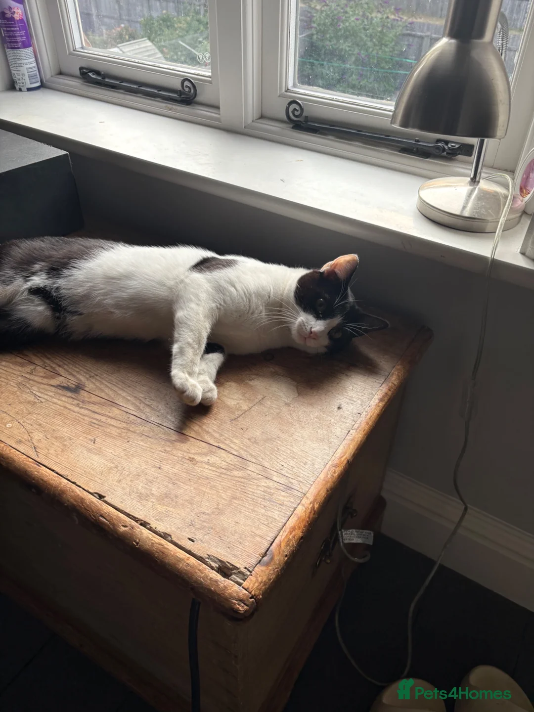 Mixed Breed cats for sale: Siamese sealpoint cross breed cat  in Burton-on-Trent - Advert 4