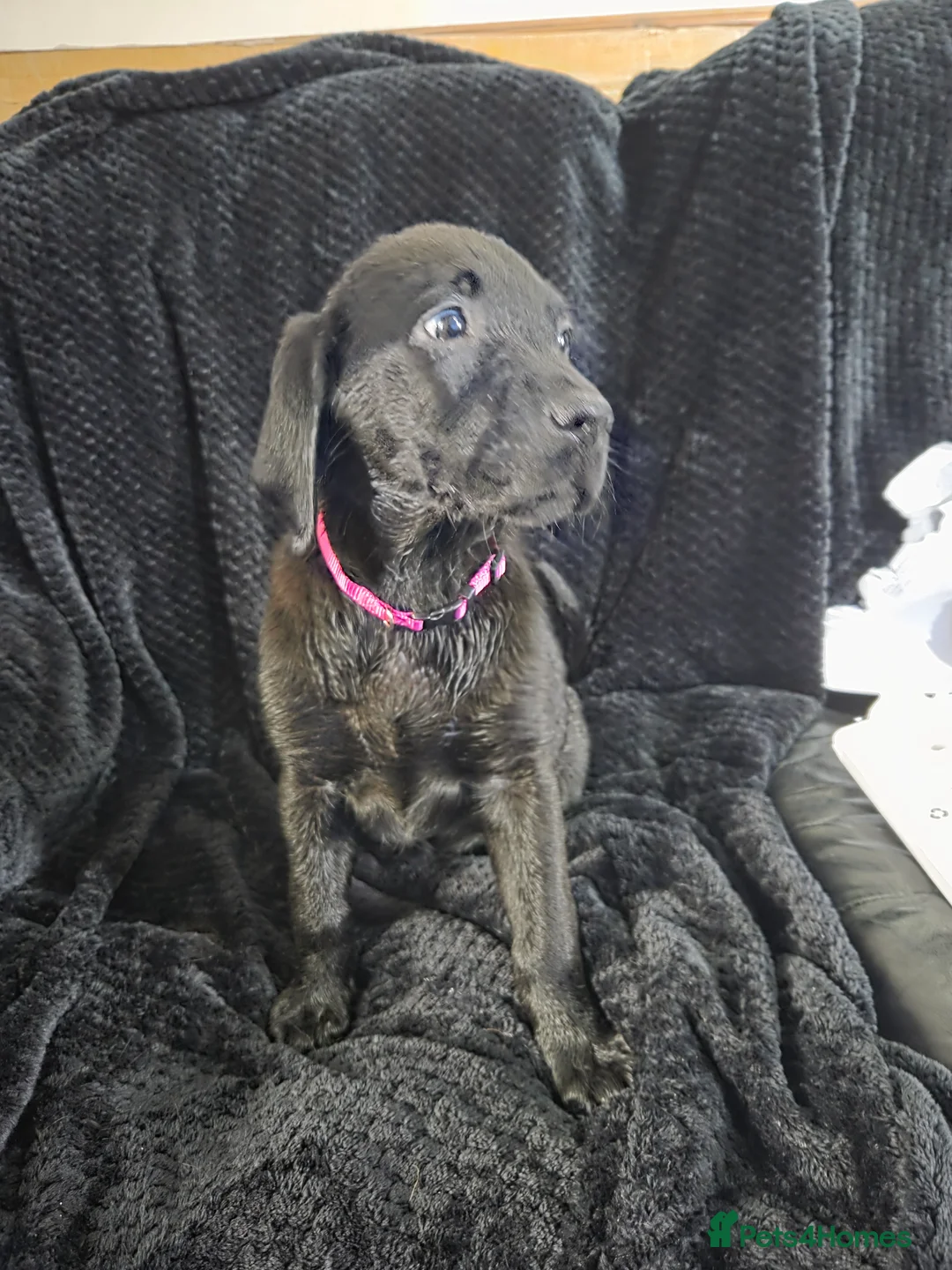 Labrador Retriever dogs for sale: KC Registered Black Labrador Puppies  - Advert 3