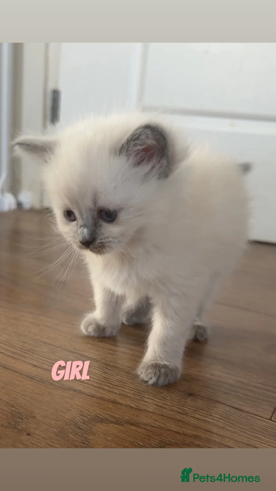 Ragdoll cats for sale: 4 beautiful ragdoll kittens  - Advert 2