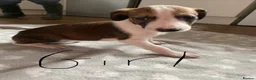 Lurcher dogs for sale: Lurcher puppies  in Keith - Advert 5