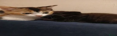 British Shorthair 3