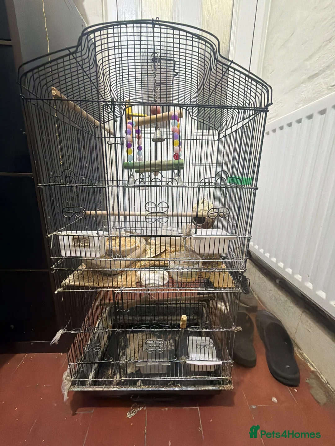 Finches birds for sale: Birds cage - Advert 2