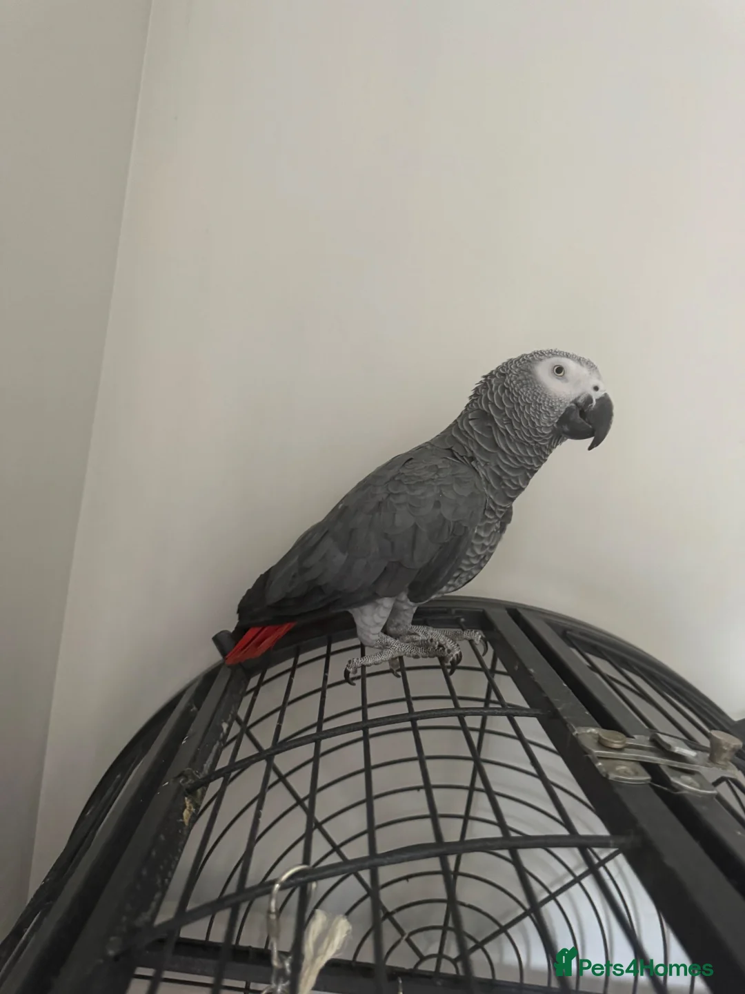 Parrots birds for sale: Casper - Advert 2