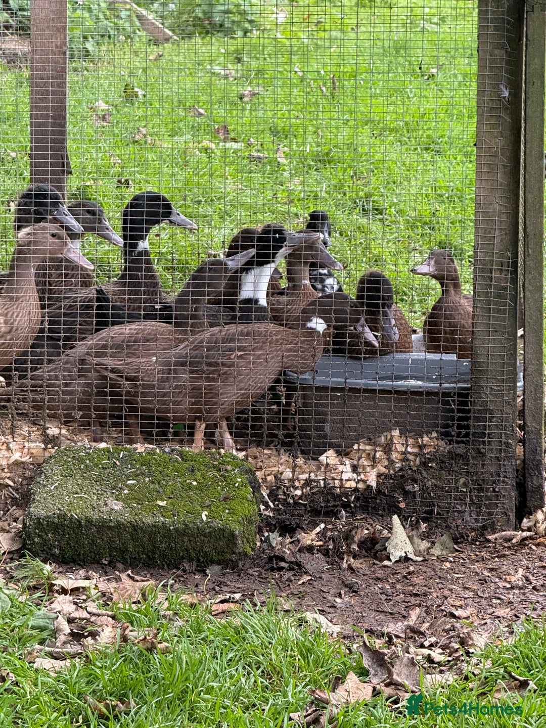 Ducks poultry for sale: Ducks for sale  - Image 2