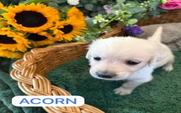 Golden Retriever dogs for sale: Stunning Golden Retriever puppies 🐾 - Image 19