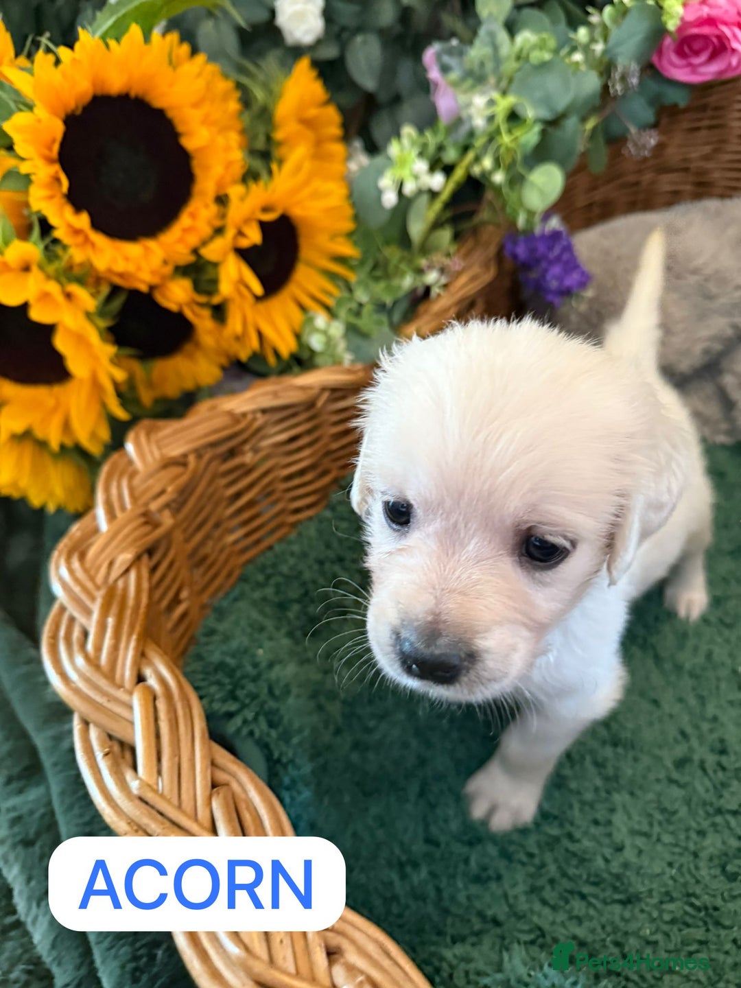 Golden Retriever dogs for sale: Stunning Golden Retriever puppies 🐾 - Image 19