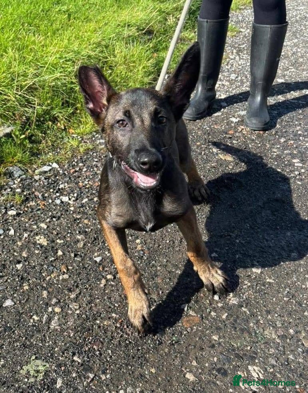 Belgian Shepherd Dog dogs for adoption: Simba is looking for his forever home  - Image 2