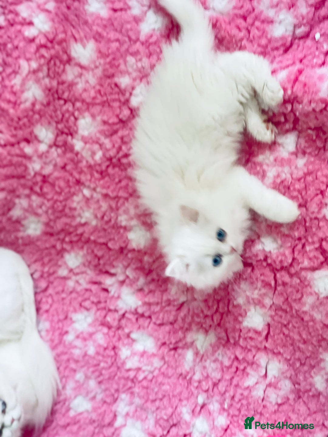 Persian cats for sale: Pure White Persian Girls BLUE EYES & full hearing - Image 27