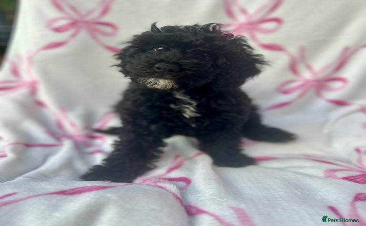 Maltipoo dogs in Bristol - Advert 8