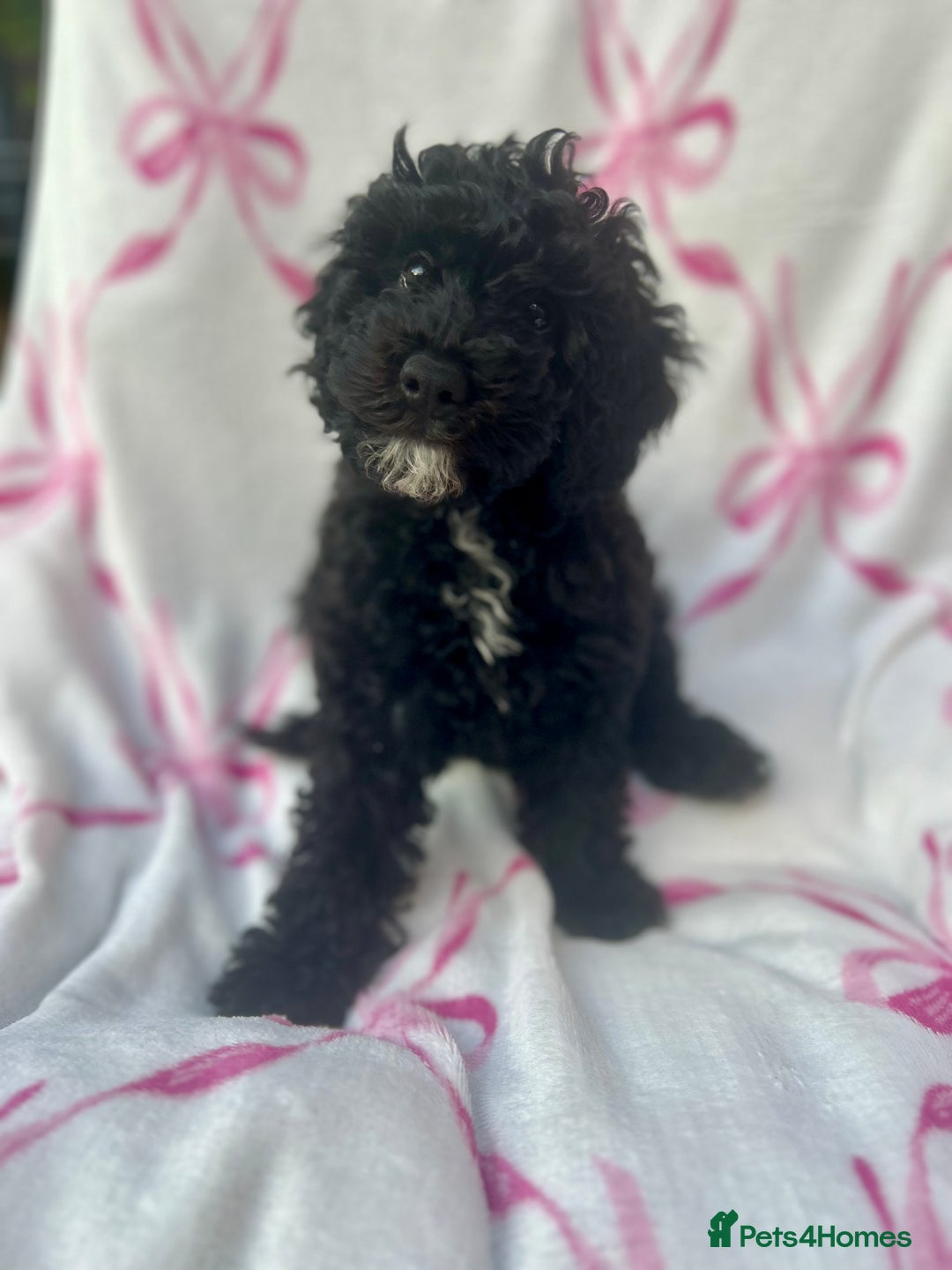 Maltipoo dogs for sale: Stunning F1b Toy Maltipoo puppies  in Bristol - Image 1