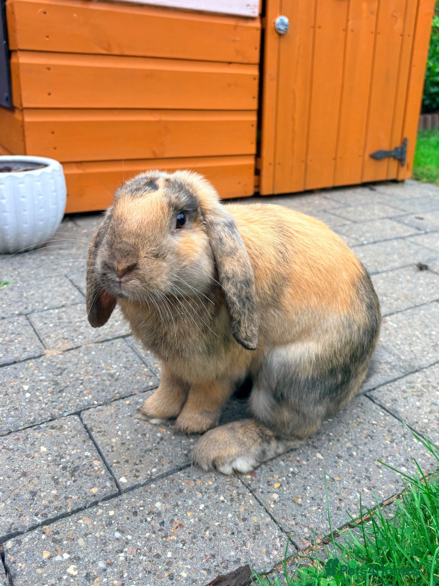 English Lop rabbits for sale: For Sale - Advert 1