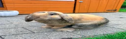 English Lop rabbits for sale: For Sale in Ilkeston - Advert 1