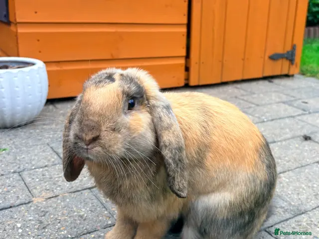 English Lop rabbits for sale: For Sale - Advert 1