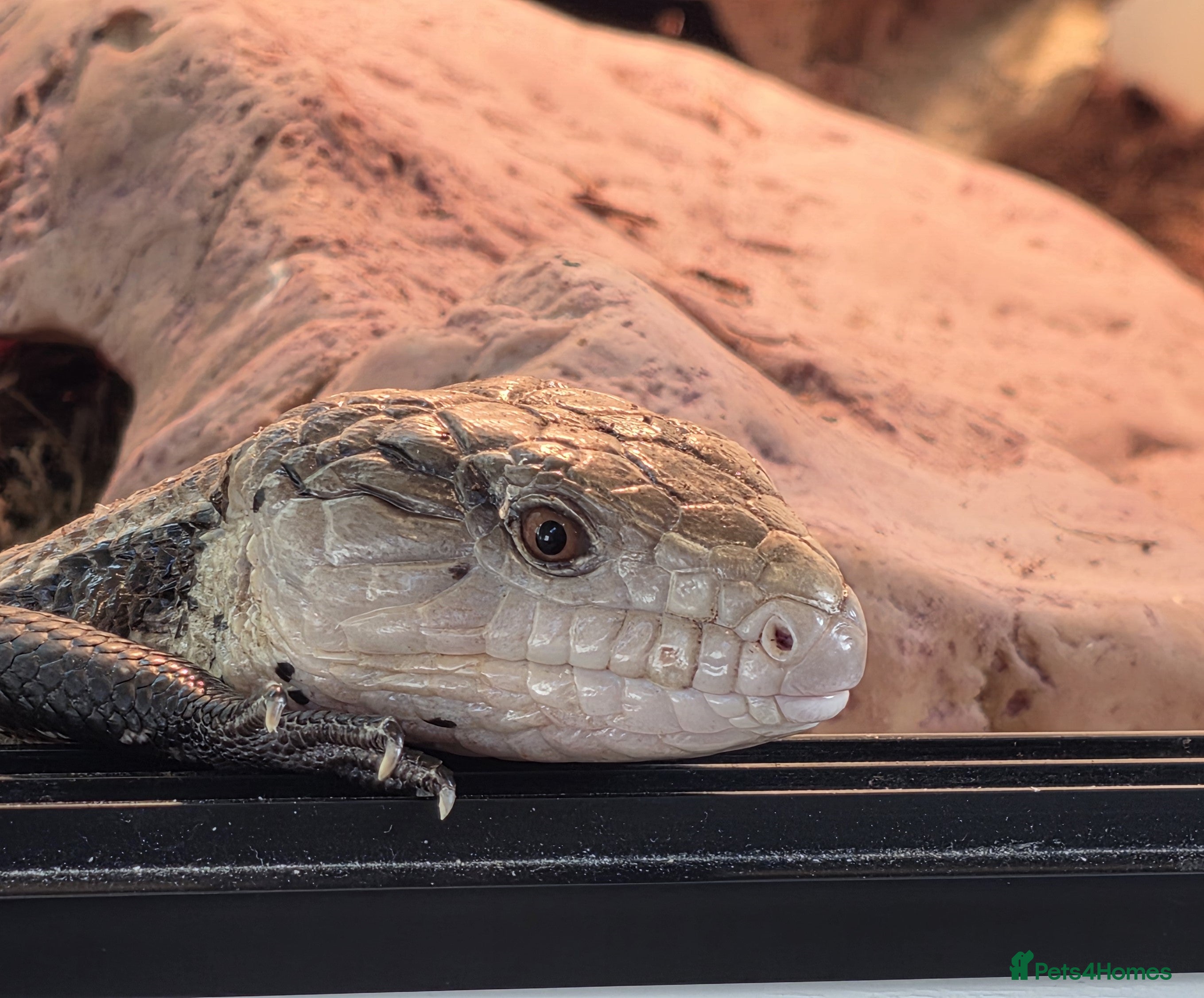 Skink reptiles Blue Tongue Skink - Advert 5