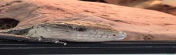 Skink reptiles for sale: Blue Tongue Skink - Advert 1