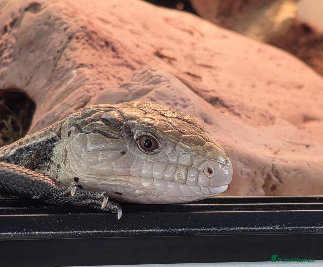 Skink reptiles for sale: Blue Tongue Skink - Advert 1