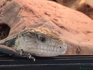 Skink reptiles Blue Tongue Skink - Advert 5