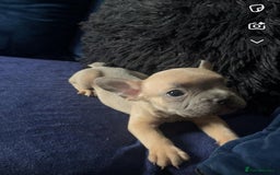 French Bulldog dogs for sale: French bulldog puppies ***ALL SOLD *** - Image 10