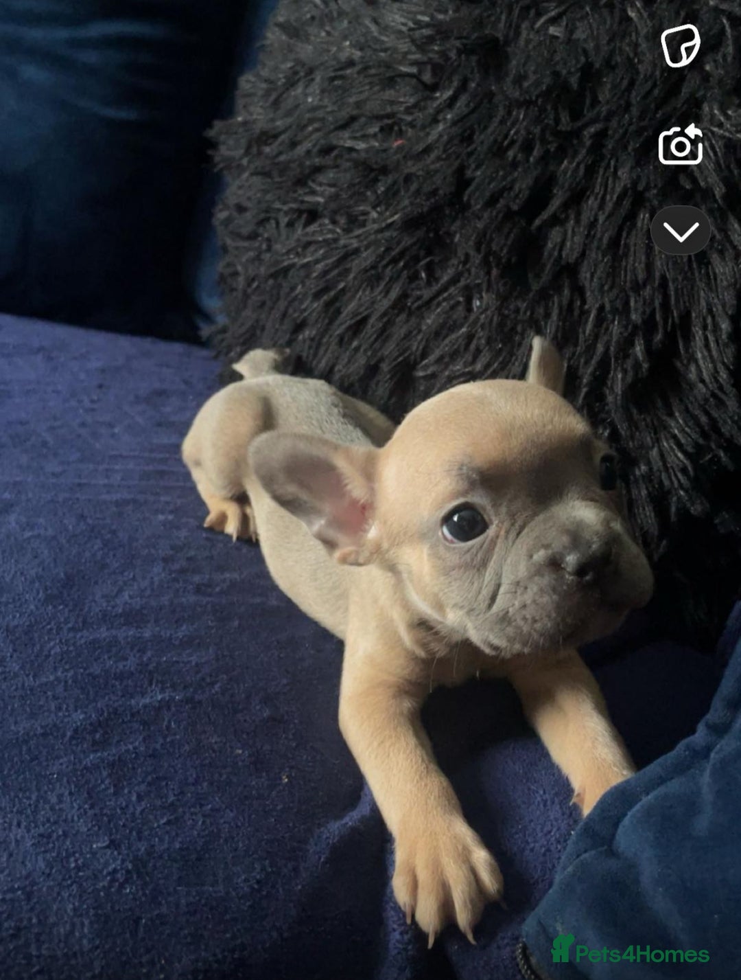 French Bulldog dogs for sale: French bulldog puppies ***ALL SOLD *** - Image 10