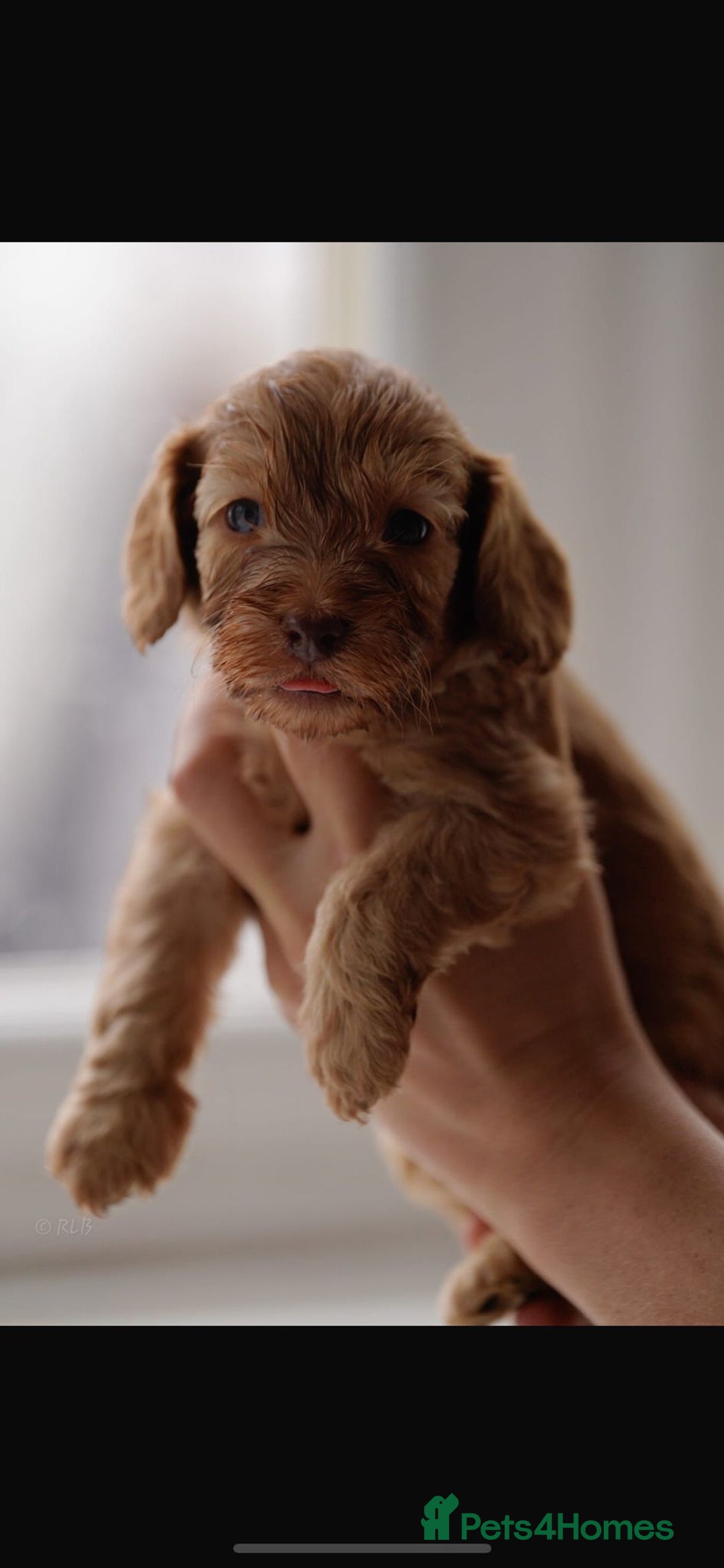 Cockapoo dogs for sale: Beautiful cockapoo puppys  - Advert 11