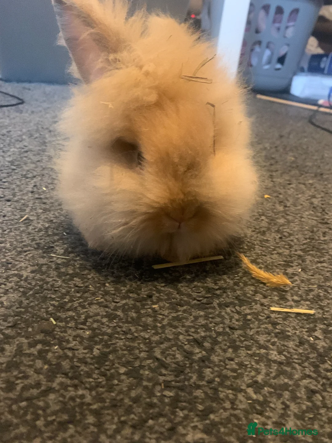 Lionhead rabbits for sale: 13 Week Old Rabbit Hazel - Friendly & Healthy in Bacup - Advert 4