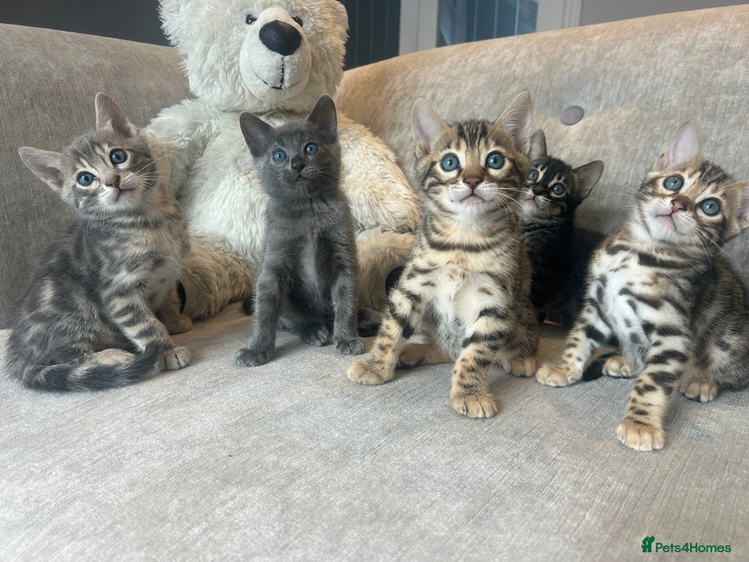 Bengal cats for sale: Stunning Bengal Kittens - TICA Registered - Image 14