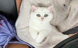 British Shorthair cats for sale: Gorgeous White British Shorthair Girl  - Image 2