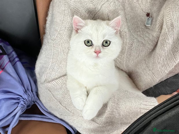 British Shorthair cats - Advert 8