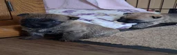 Cairn Terrier dogs for sale: Cairn Terrier Puppies for sale  - Advert 4