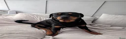 Rottweiler dogs for sale: Rottweiler  - Advert 4