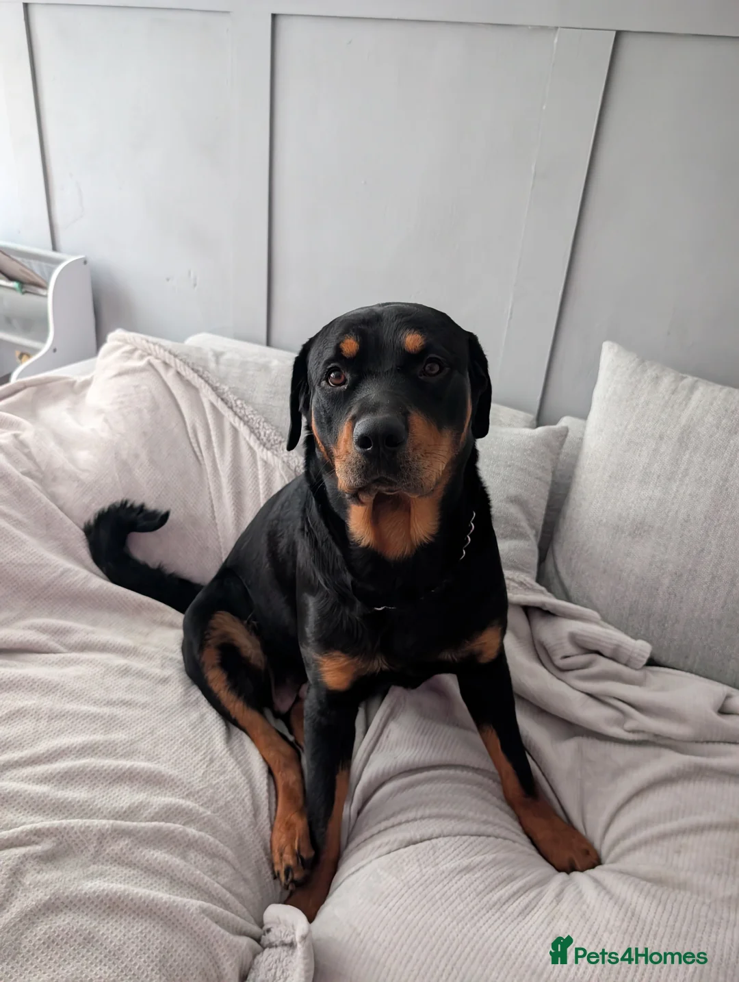 Rottweiler dogs for sale: Rottweiler  - Advert 4