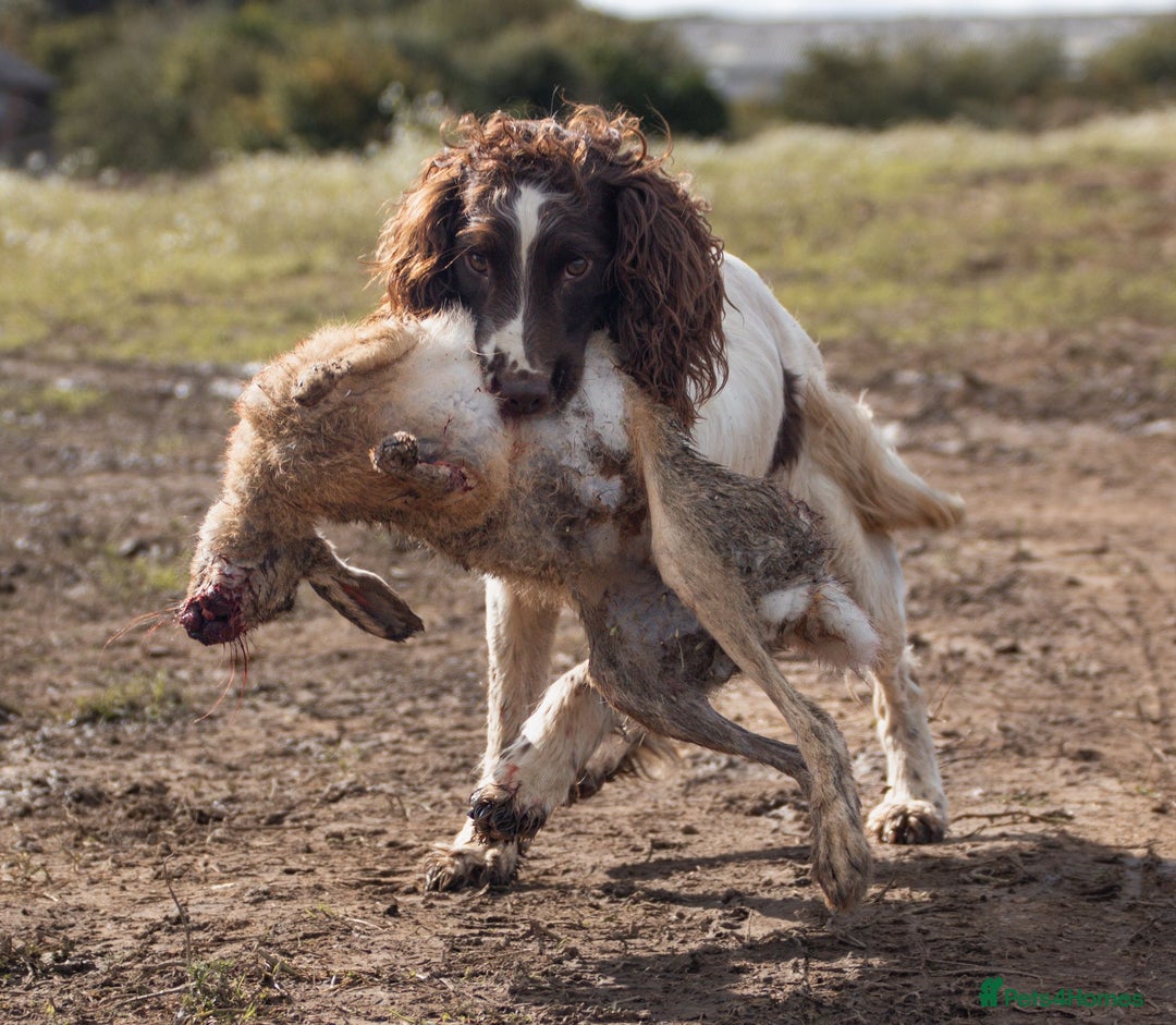 English Springer Spaniel dogs for stud: Field Trial Winner Ribblebrook Rocky @ Stud - Image 12