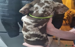 Miniature Dachshund dogs for sale: 6 beautiful miniature Dachshund 7 weeks old - Image 16