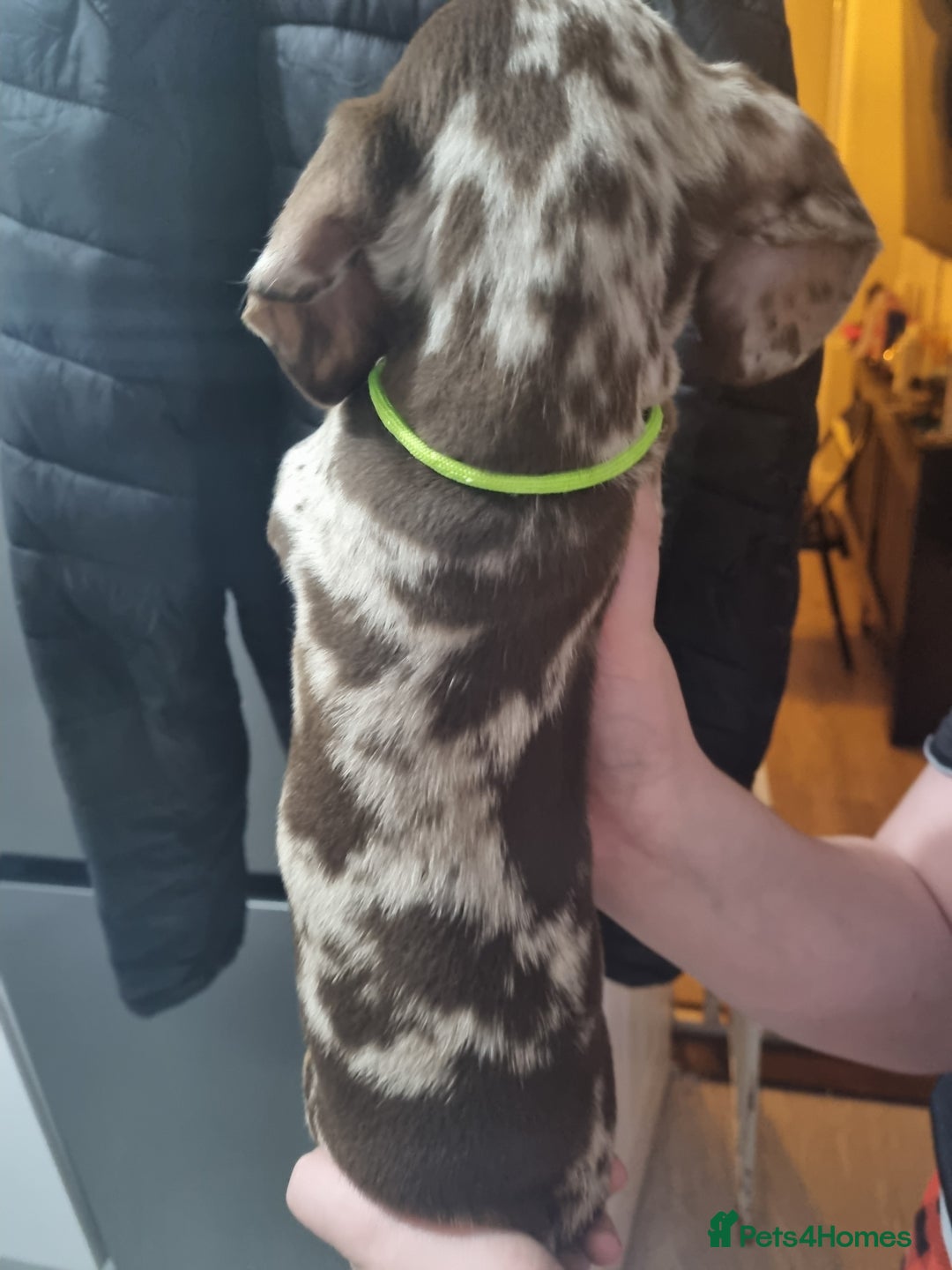 Miniature Dachshund dogs for sale: 6 beautiful miniature Dachshund 7 weeks old - Image 16