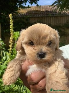 Shihpoo dogs Our gorgeous shipoo puppies ready 20/7 - Advert 5