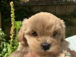 Shihpoo dogs Our gorgeous shipoo puppies ready 20/7 - Advert 5