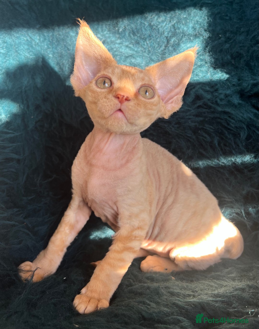 Devon Rex cats for sale: Devon Rex kittens  - Advert 9