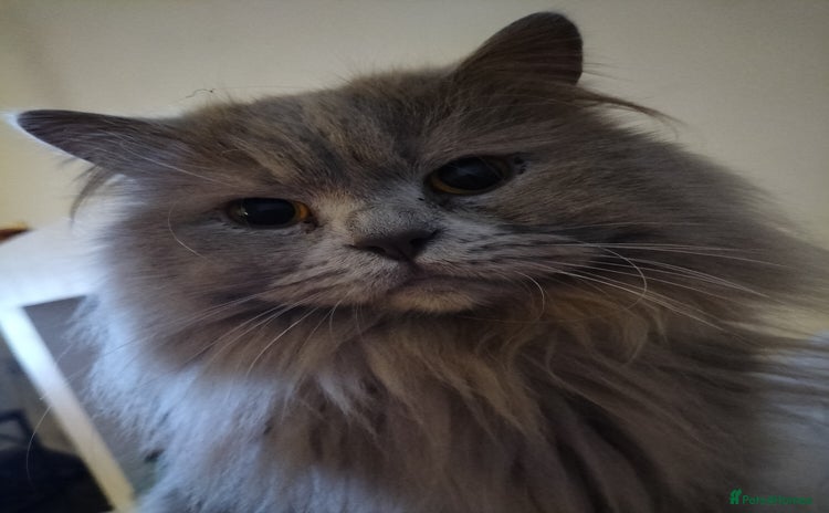 British Longhair cats - Advert 1