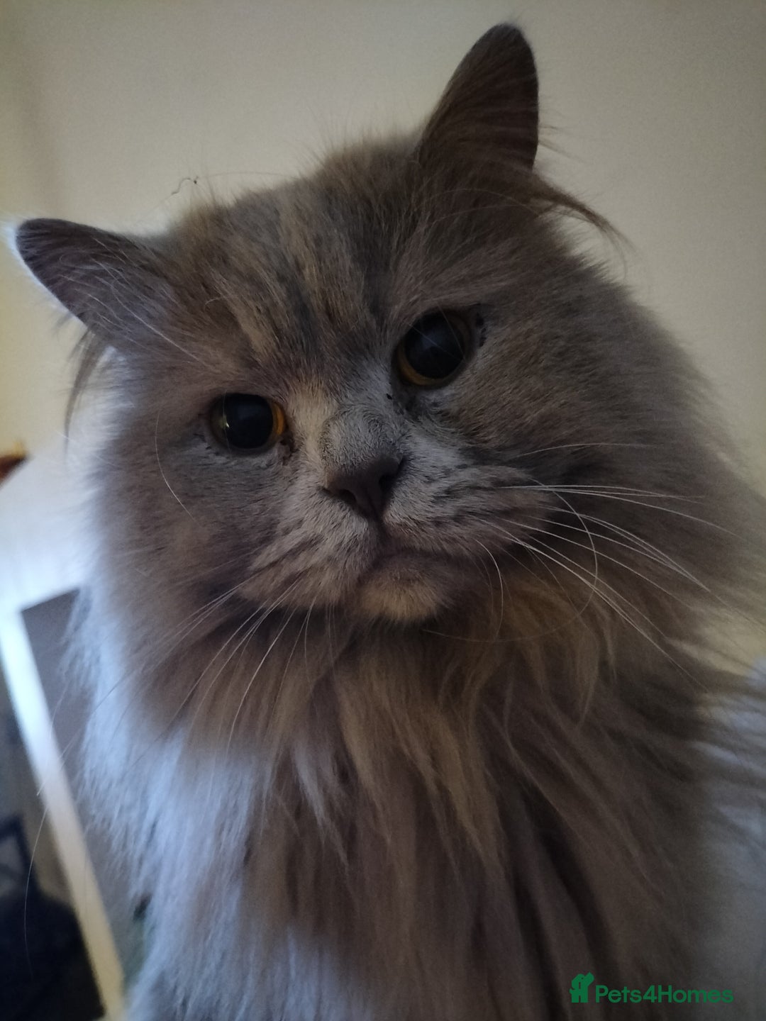 British Longhair cats for sale: lilac longhair male - Image 1