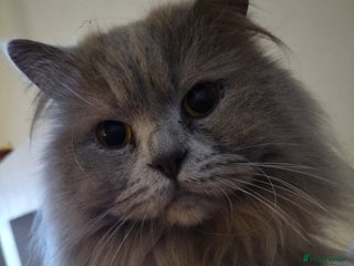 British Longhair cats - Advert 5