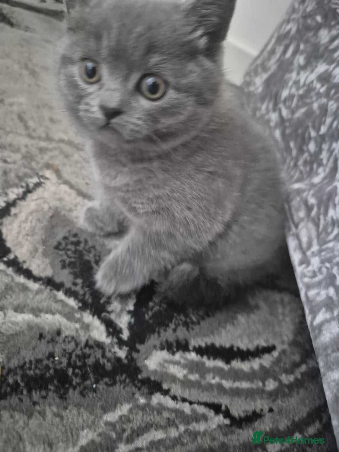 British Shorthair cats for sale: 1 cute British short hair blue kitten for sale  - Image 7
