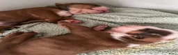 English Bulldog dogs for sale: Bulldog Puppies 1Girl 1boy English bulldog - Advert 1